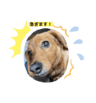 犬たち♡2（個別スタンプ：4）