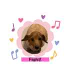 犬たち♡2（個別スタンプ：6）
