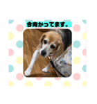 犬たち♡2（個別スタンプ：8）