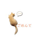 日本人は謝罪民族（個別スタンプ：2）