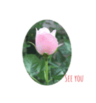 薔薇好きpotスタンプ4（個別スタンプ：15）