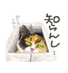 猫スタ にゃんだらけその2（個別スタンプ：9）