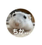 だいふく〜4（個別スタンプ：1）