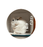 だいふく〜4（個別スタンプ：13）