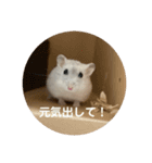 だいふく〜4（個別スタンプ：16）