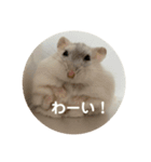 だいふく〜5（個別スタンプ：1）