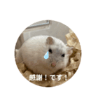 だいふく〜5（個別スタンプ：7）