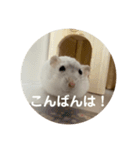 だいふく〜5（個別スタンプ：15）