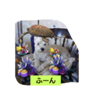 シュナマル みっく（個別スタンプ：2）