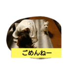 シュナマル みっく（個別スタンプ：3）
