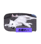 シュナマル みっく（個別スタンプ：5）