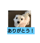 シュナマル みっく（個別スタンプ：6）