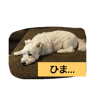 シュナマル みっく（個別スタンプ：7）