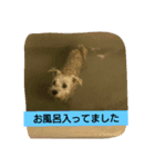 シュナマル みっく（個別スタンプ：8）