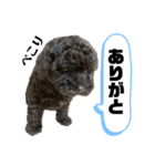 黒トイプードル 代表（個別スタンプ：1）