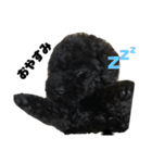 黒トイプードル 代表（個別スタンプ：3）