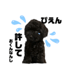 黒トイプードル 代表（個別スタンプ：4）