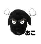 黒トイプードル 代表（個別スタンプ：5）