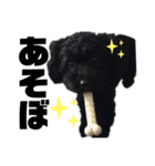 黒トイプードル 代表（個別スタンプ：9）