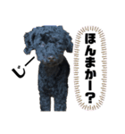 黒トイプードル 代表（個別スタンプ：11）
