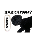 黒トイプードル 代表（個別スタンプ：22）