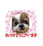 runasonaスタンプPart2（シーズー♂）（個別スタンプ：2）