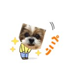 runasonaスタンプPart2（シーズー♂）（個別スタンプ：10）