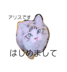 愛猫アリス（個別スタンプ：1）