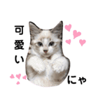 愛猫アリス（個別スタンプ：2）