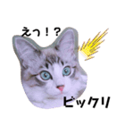 愛猫アリス（個別スタンプ：3）