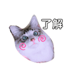 愛猫アリス（個別スタンプ：4）