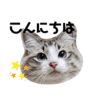 愛猫アリス（個別スタンプ：5）