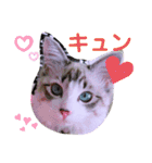 愛猫アリス（個別スタンプ：6）