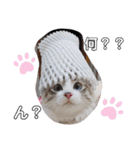 愛猫アリス（個別スタンプ：7）