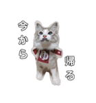 愛猫アリス（個別スタンプ：8）