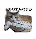 愛猫アリス（個別スタンプ：9）