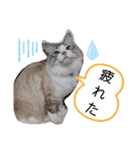 愛猫アリス（個別スタンプ：10）