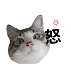 愛猫アリス（個別スタンプ：11）
