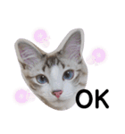 愛猫アリス（個別スタンプ：12）