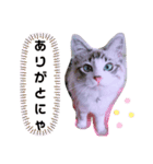 愛猫アリス（個別スタンプ：13）