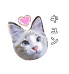 愛猫アリス（個別スタンプ：14）
