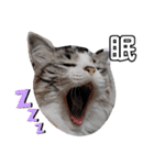 愛猫アリス（個別スタンプ：15）