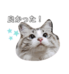 愛猫アリス（個別スタンプ：16）