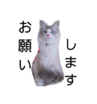 愛猫アリス（個別スタンプ：17）