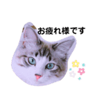 愛猫アリス（個別スタンプ：18）