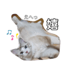 愛猫アリス（個別スタンプ：19）