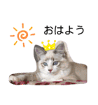 愛猫アリス（個別スタンプ：20）