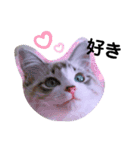 愛猫アリス（個別スタンプ：21）