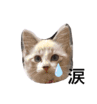 愛猫アリス（個別スタンプ：25）