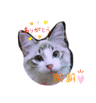 愛猫アリス（個別スタンプ：27）